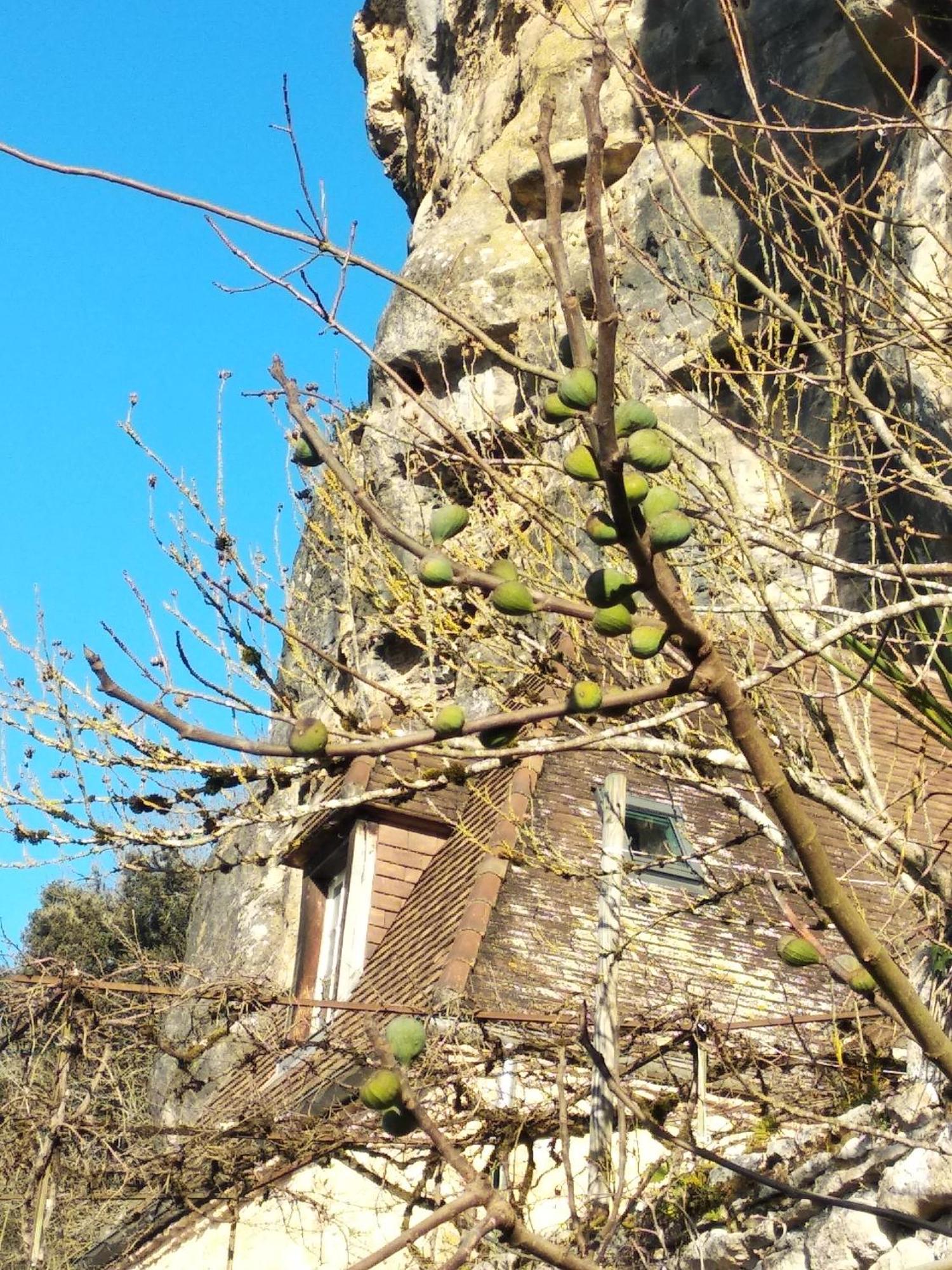 Maison Les Glycines La Roque-Gageac Exteriér fotografie